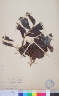 Specimen thumbnail